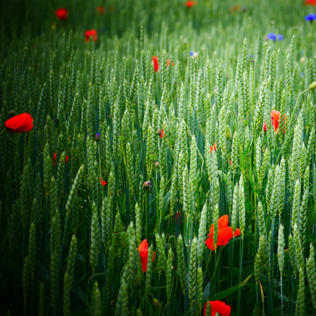 Biohof_Kollmannsberger_Bio_Gemuese_Bio_Fleisch_Abo_Hofkisterl_Kontakt
