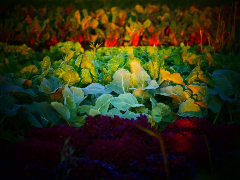 Mehr über den Artikel erfahren Öffnungszeiten im Juli – Saisonkistl & Hofverkauf