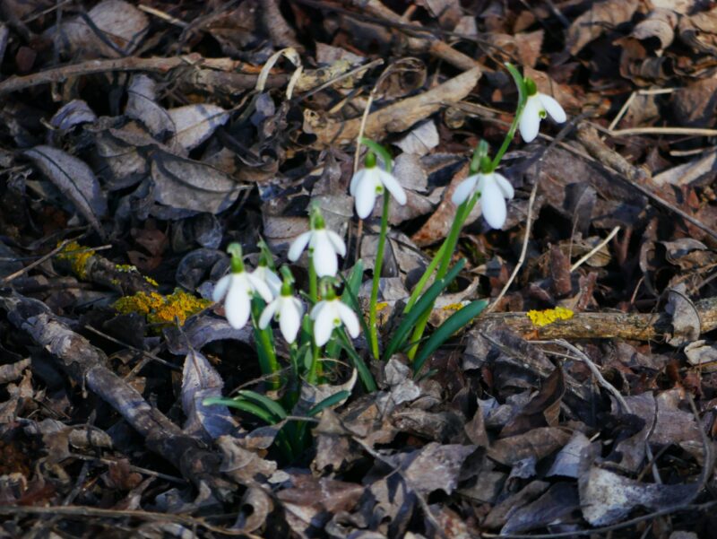 Mehr über den Artikel erfahren Öffnungszeiten im März