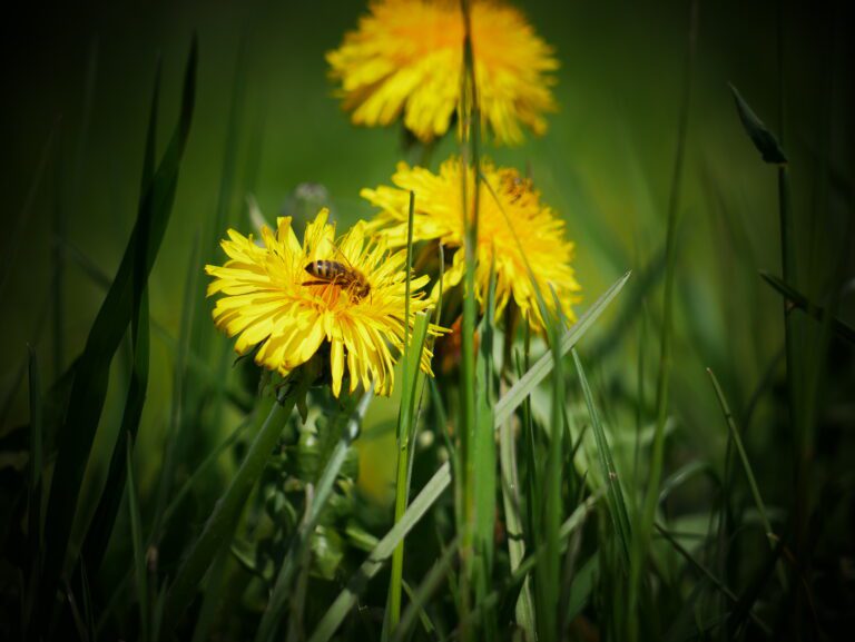 Mehr über den Artikel erfahren Öffnungszeiten im April (Kistenausgabe & Hofverkauf)