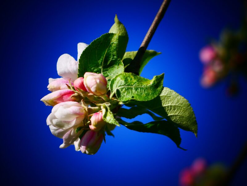 Mehr über den Artikel erfahren Öffnungszeiten im Mai – Saisonkistl & Hofverkauf