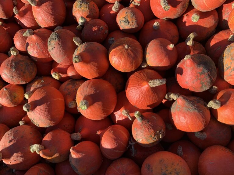 Mehr über den Artikel erfahren Öffnungszeiten im September – Saisonkistl & Hofverkauf