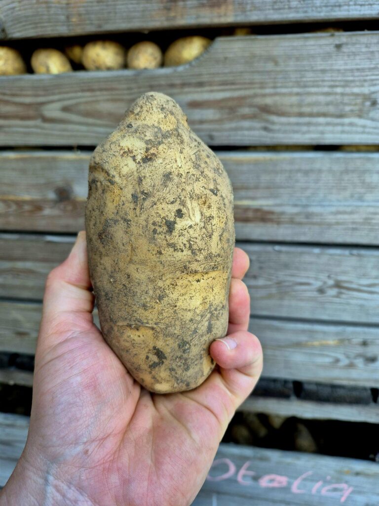 Mehr über den Artikel erfahren AKTION – SACKWARE KARTOFFELN UND ZWIEBELN