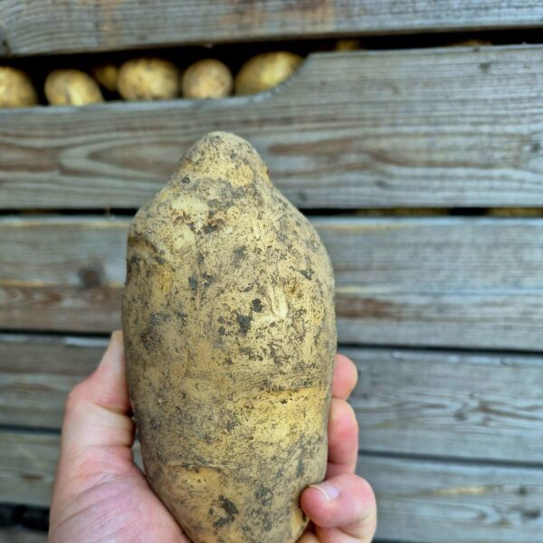 Mehr über den Artikel erfahren AKTION – SACKWARE KARTOFFELN UND ZWIEBELN